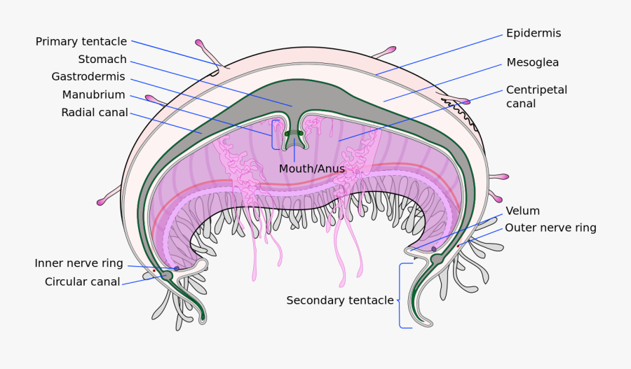 Clip Art Diagram Of A Jellyfish - Jellyfish Cross Section, Transparent Clipart