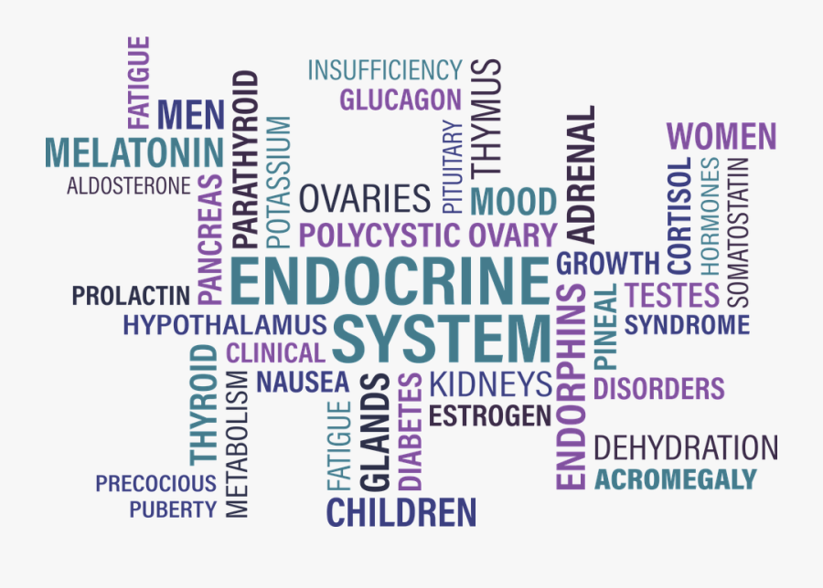 Types Of Endocrine Disorder, Transparent Clipart