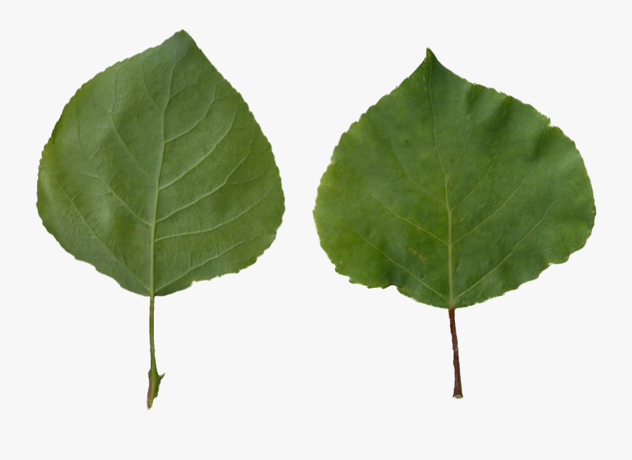 Aspen Tree Png - Populus Tremula Png, Transparent Clipart