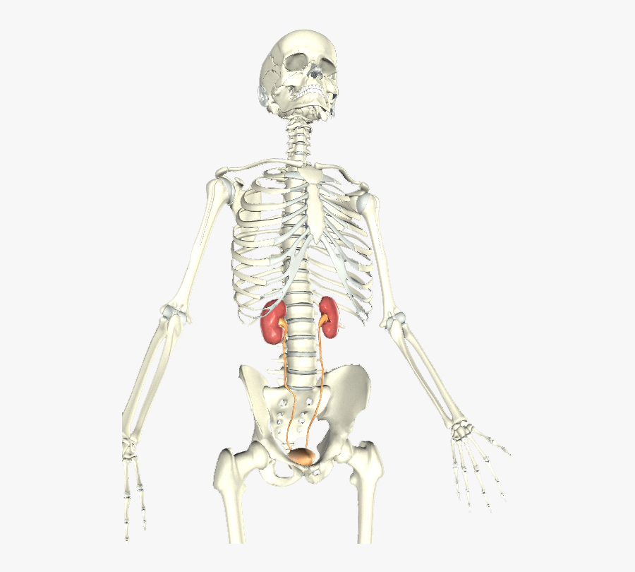 Urinary System - Skeleton, Transparent Clipart