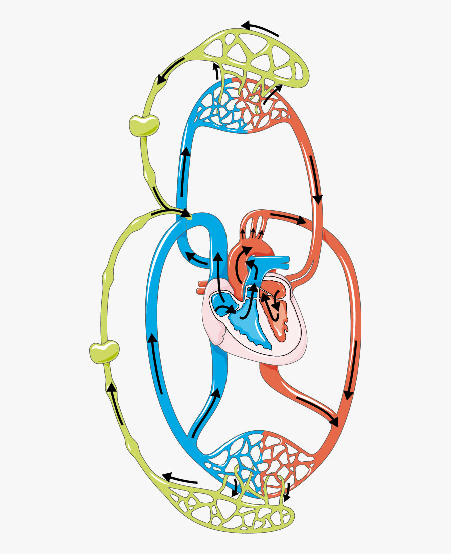Lymphatic System Clipart 3 By Juan - Circulation And Lymphatic System, Transparent Clipart