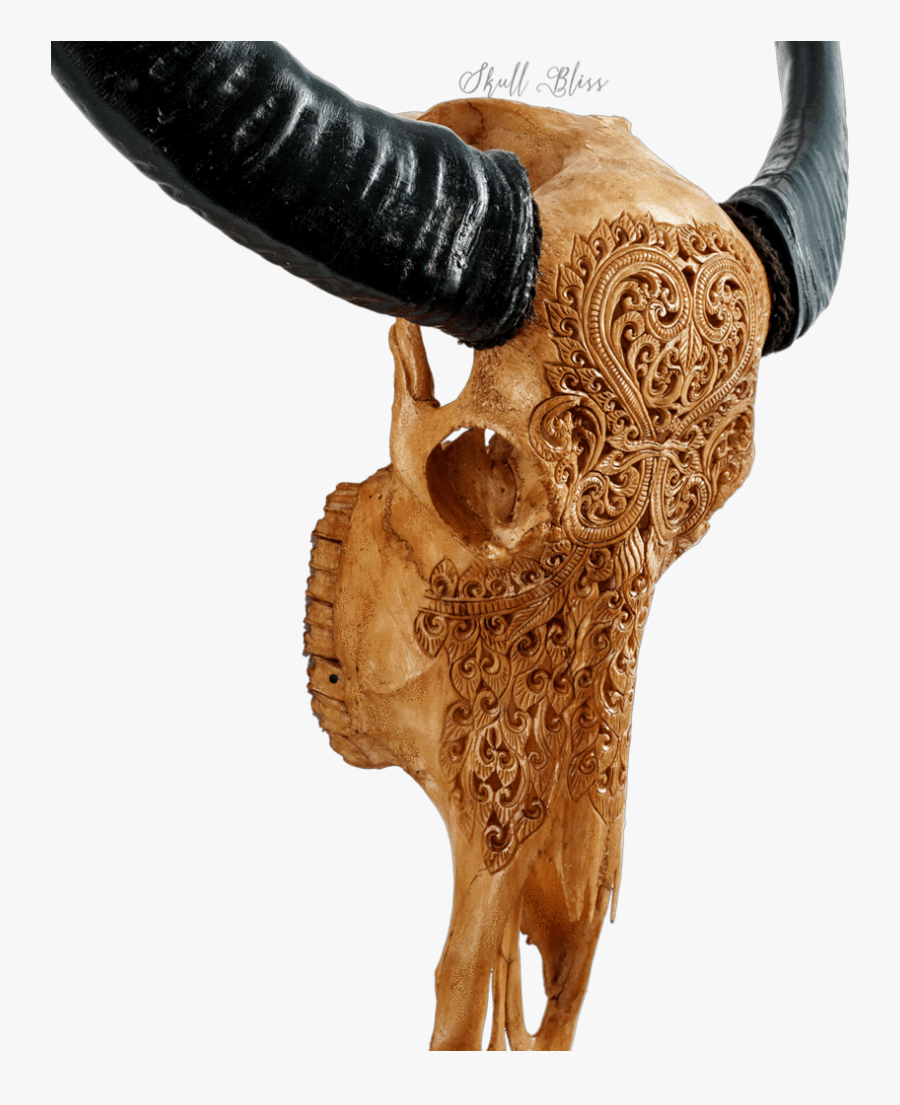 Horn - Buffalo Skull, Transparent Clipart