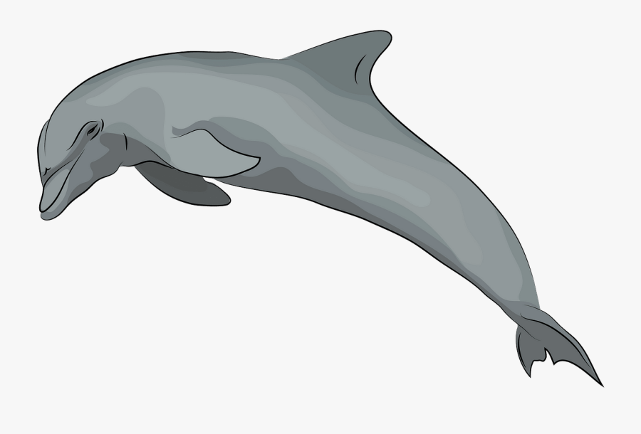 Common Bottlenose Dolphin, Transparent Clipart