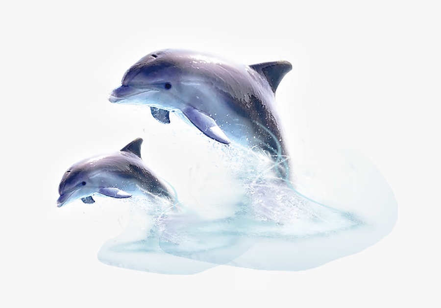 Dolphin Png Image - Jumping Out Of The Water, Transparent Clipart