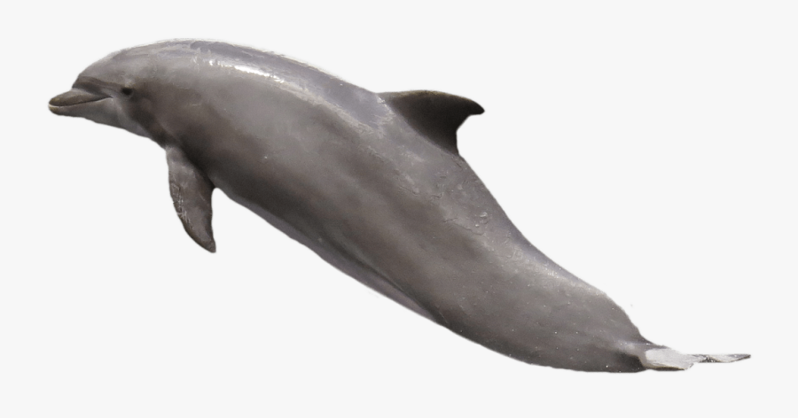 Dolphin Jumping, Transparent Clipart