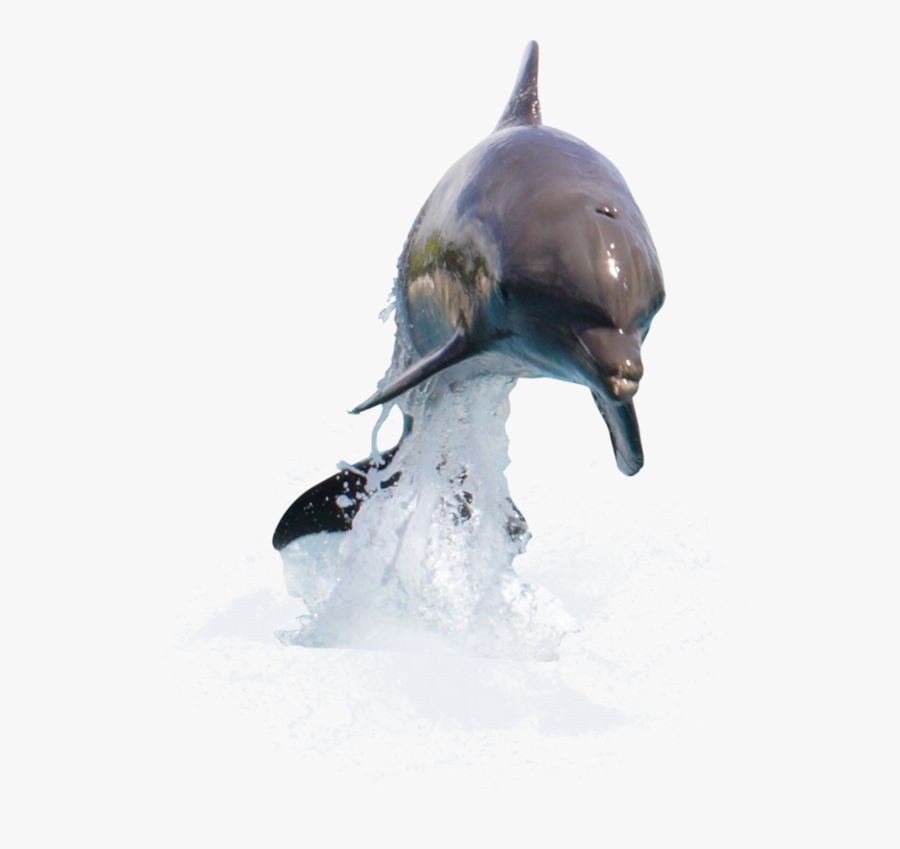 Dolphin, Physical And Emotional Intelligence - Dolphin Transparent, Transparent Clipart