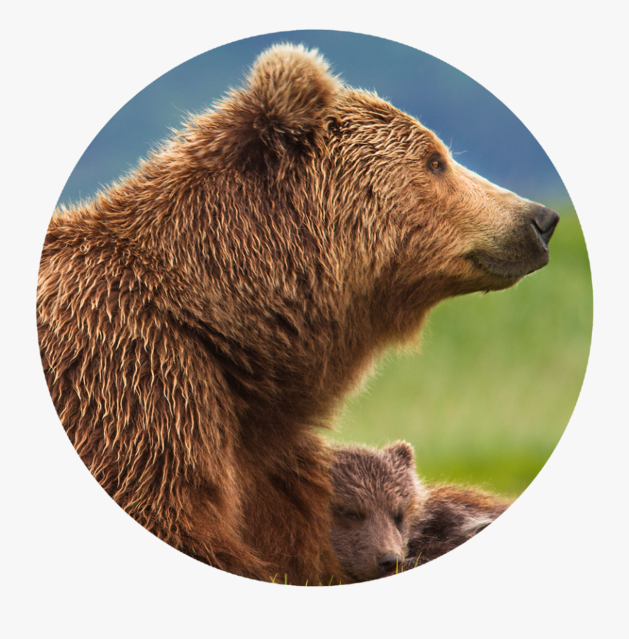 Transparent Grizzly Bear Png, Transparent Clipart