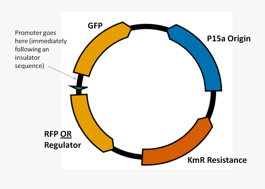Circle , Transparent Cartoons - Circle, Transparent Clipart