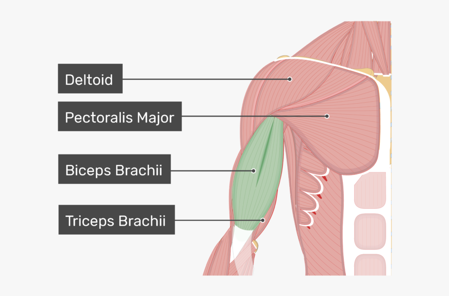 An Anterior View Of The Arm Muscles With Labels For - Biceps Brachii And Pectoralis Major, Transparent Clipart