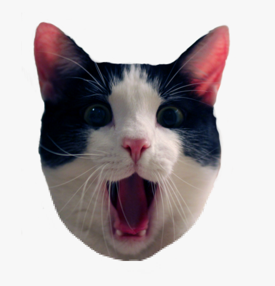  Cat  Meme  Png  Funny Cats Transparent Background Free 