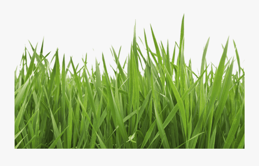 Garden Grass Png - Gras Png, Transparent Clipart