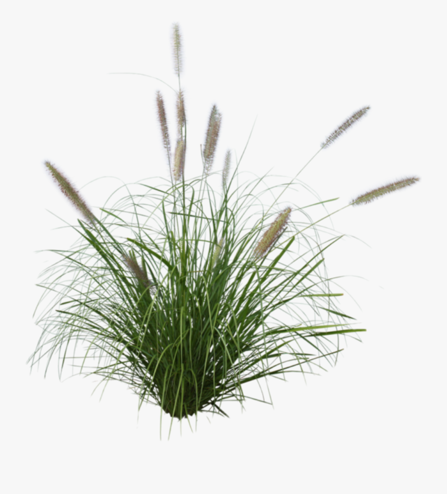Featured image of post Grass Png Images With Transparent Background : Find &amp; download free graphic resources for transparent background.