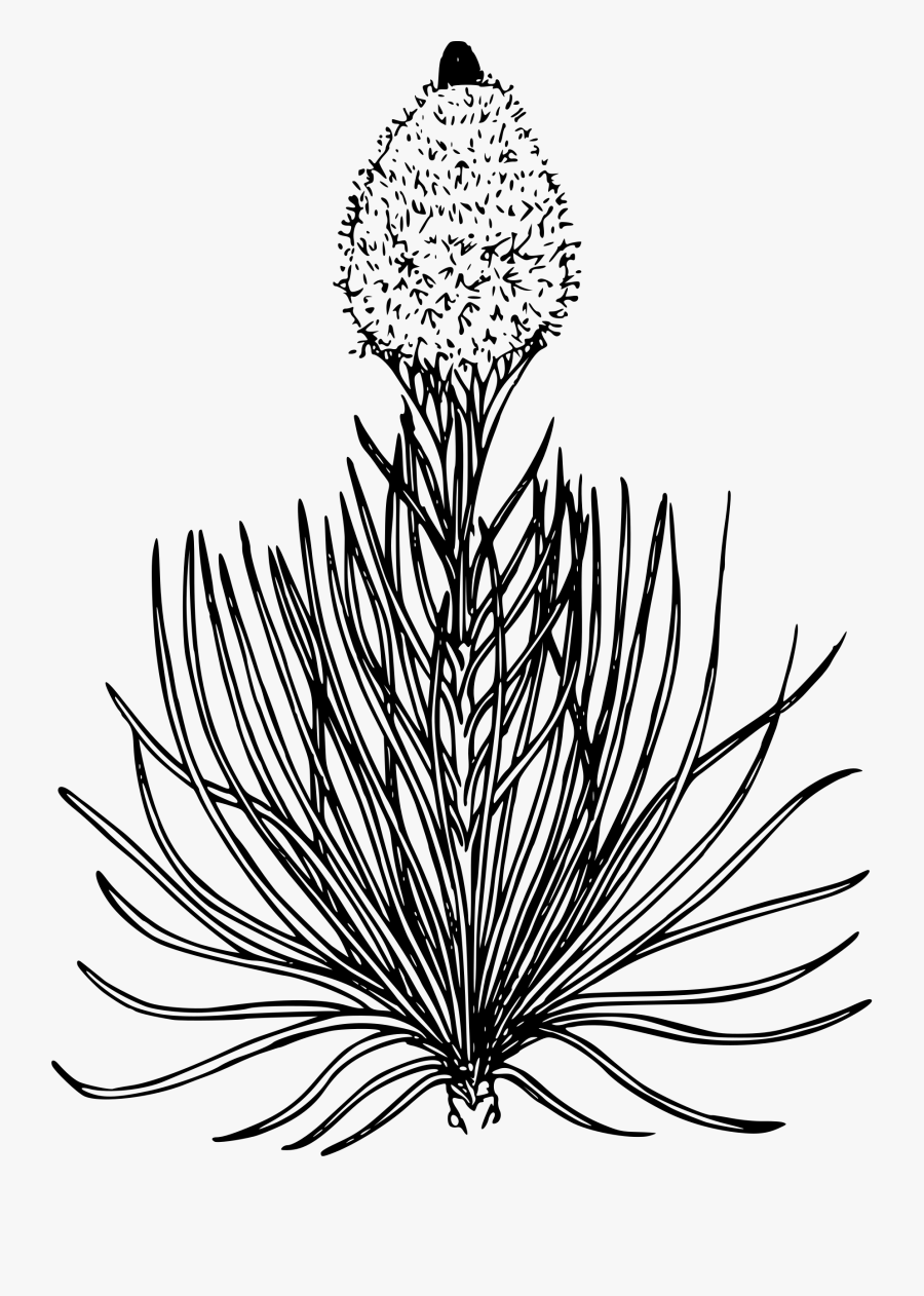 Bear Grass Clip Arts - Bear Grass Flower Drawing, Transparent Clipart