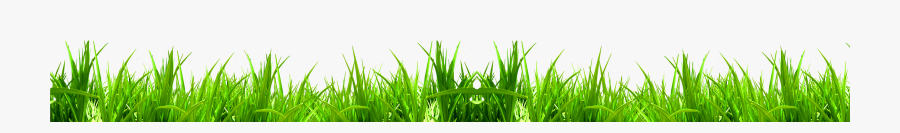 Wheat Grass Png - Sweet Grass, Transparent Clipart
