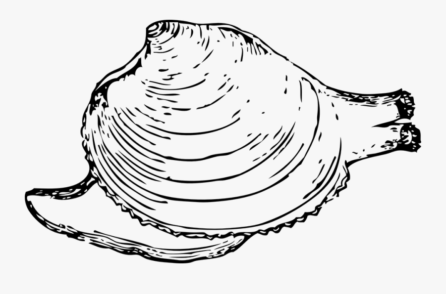 Clam, Shell, Mollusk, Inside, Protection, Snail, Crawl - Mollusk Clipart Black And White, Transparent Clipart