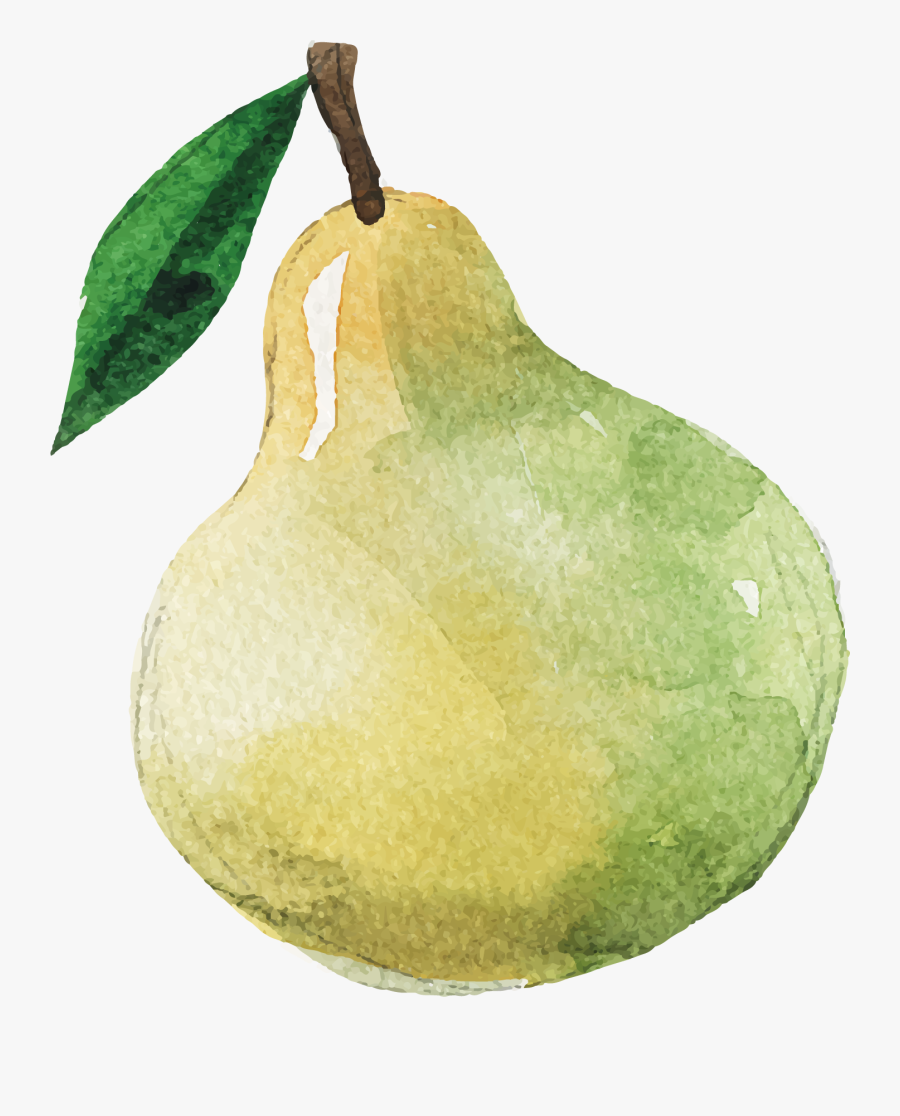 Plants Clipart Bitter Melon - Asian Pear, Transparent Clipart