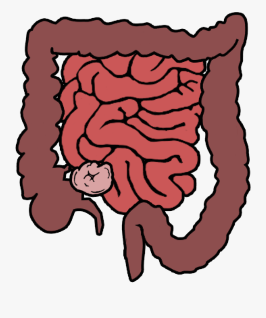 Png Library Library Large Cliparts Free Download - Small And Large Intestine Cartoon, Transparent Clipart
