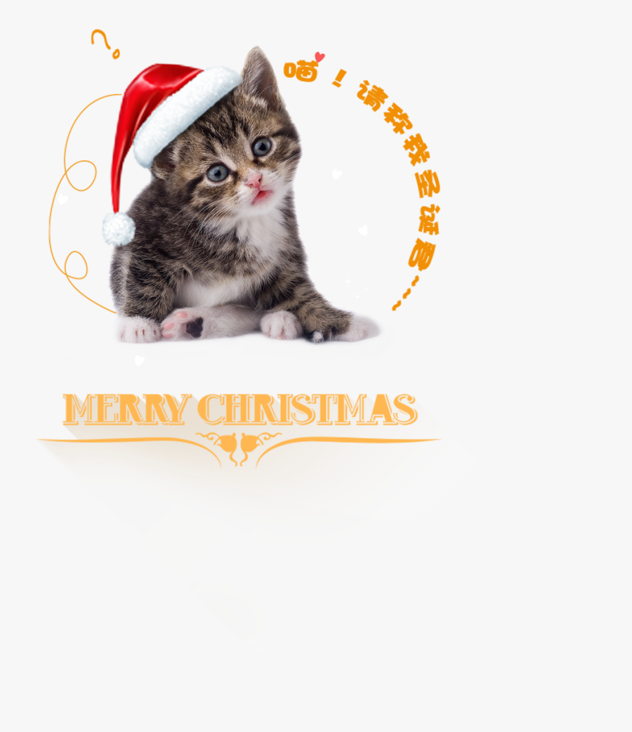 Kitten Png, Transparent Clipart