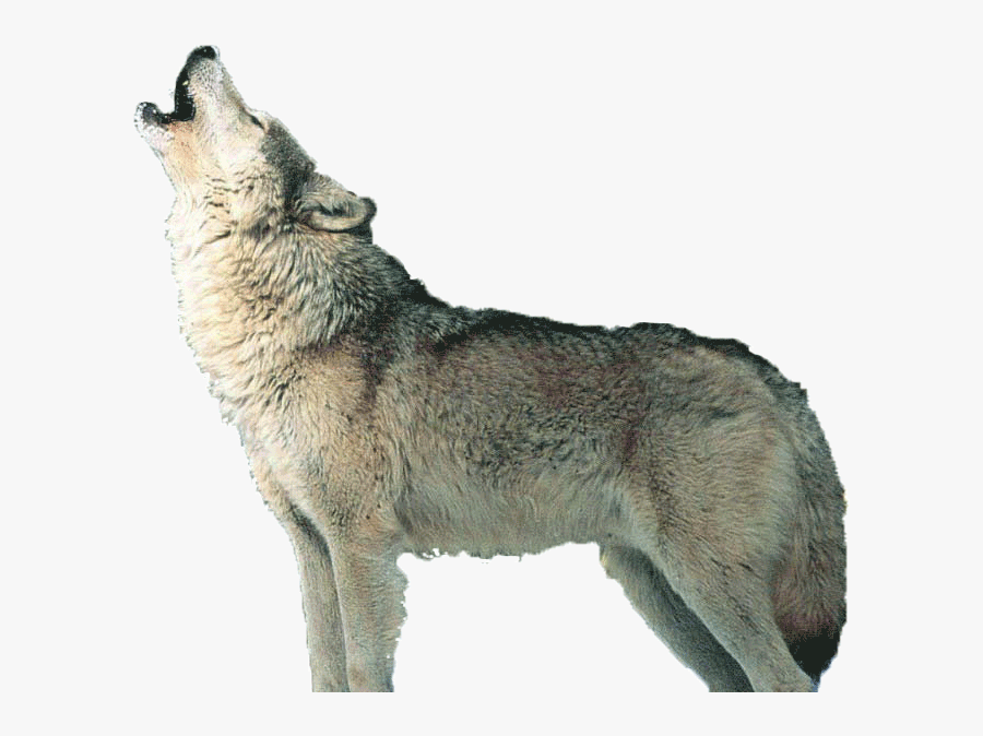 Howl Full Size Download - Transparent Wolf Howling Png, Transparent Clipart