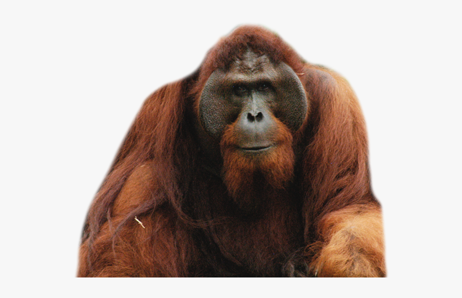 Orangutan Png, Transparent Clipart