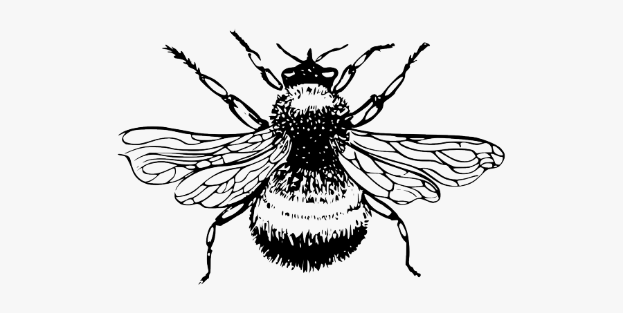 Bumble Bee Drawing Png, Transparent Clipart
