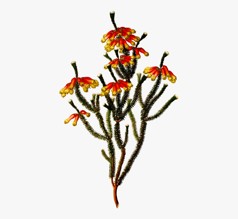 Flowering Plant Tree Free - Erica Massoni, Transparent Clipart