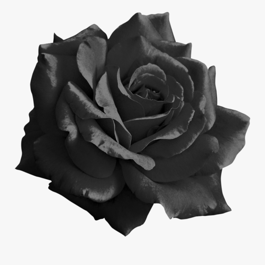 Black Roses Png - Transparent Black Flower Png, Transparent Clipart