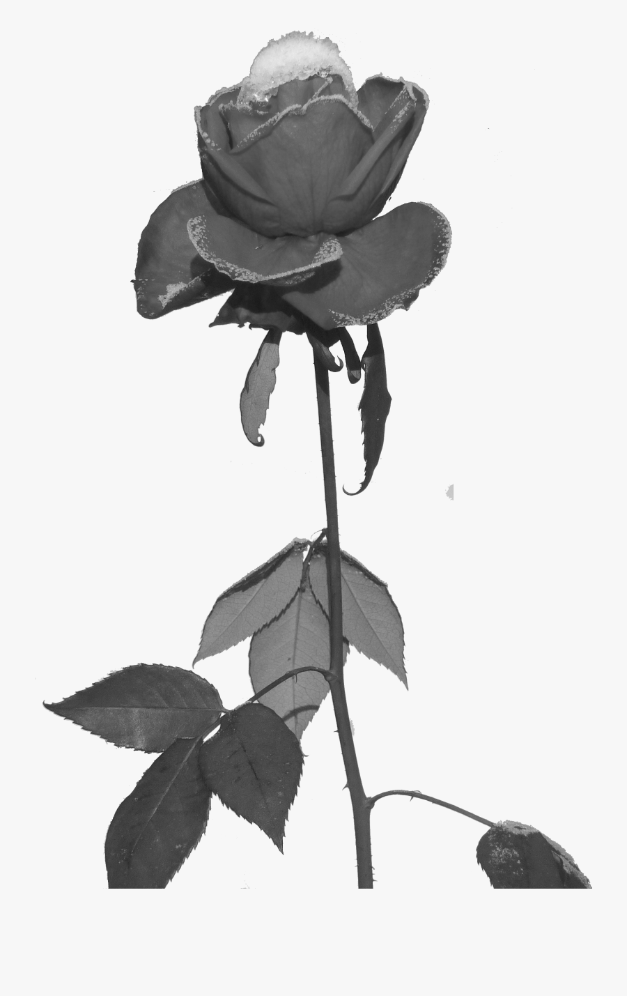 Black Roses Png - Black Rose Pixel Png , Free Transparent Clipart