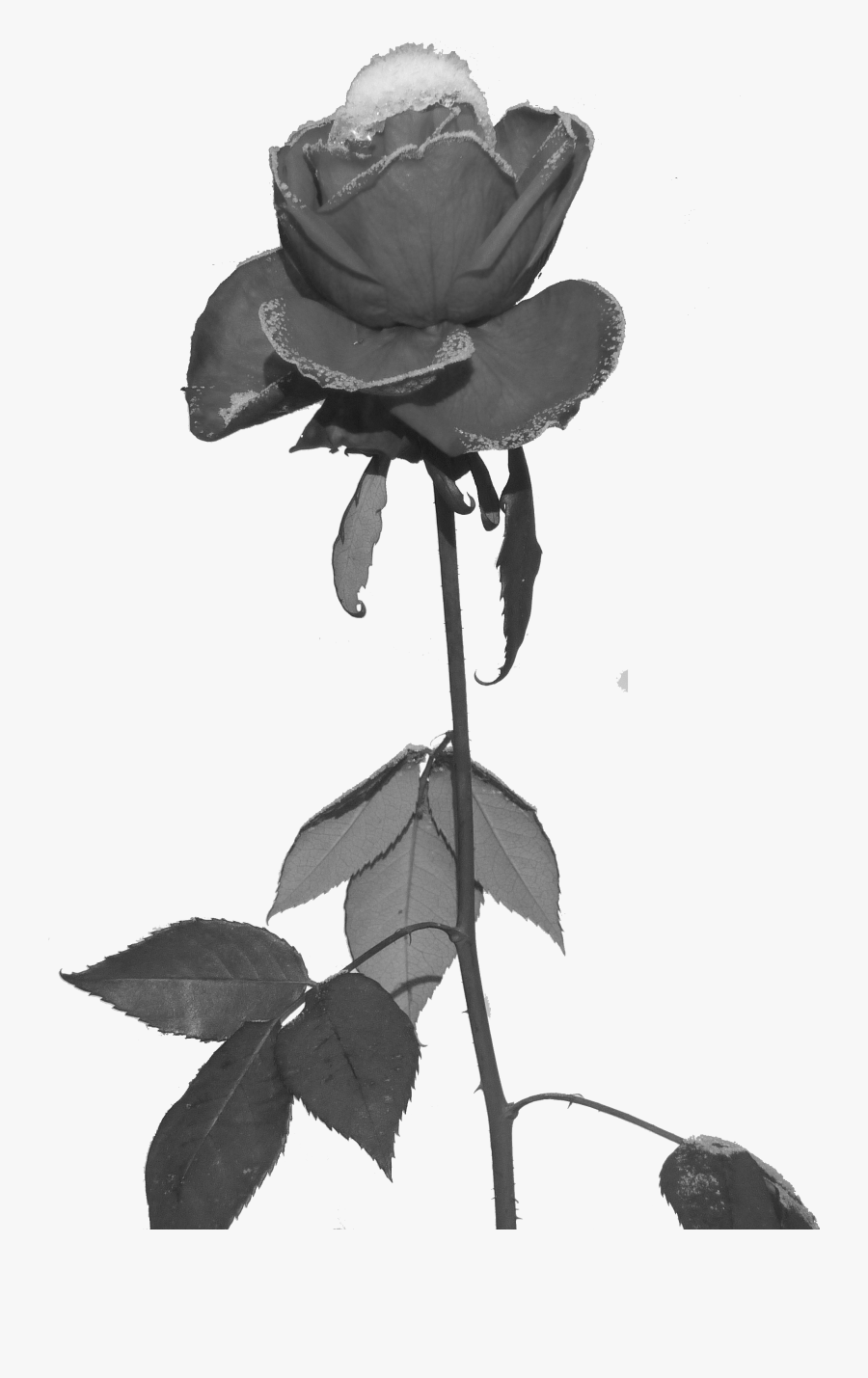 Black Roses Png - Black Rose Pixel Png, Transparent Clipart