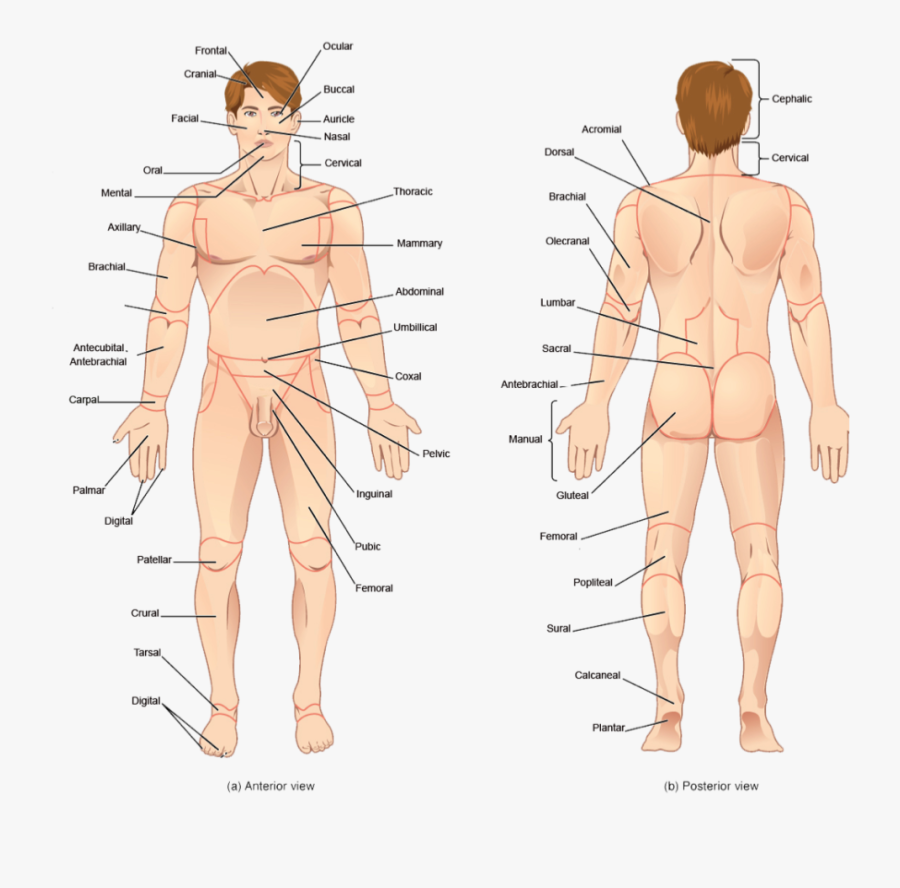 Transparent Human Body Parts Clipart - Back Body Part Name, Transparent Clipart