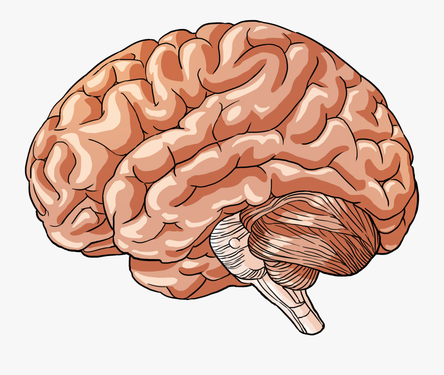 Transparent Human Body Png - Brain Of Human Body, Transparent Clipart
