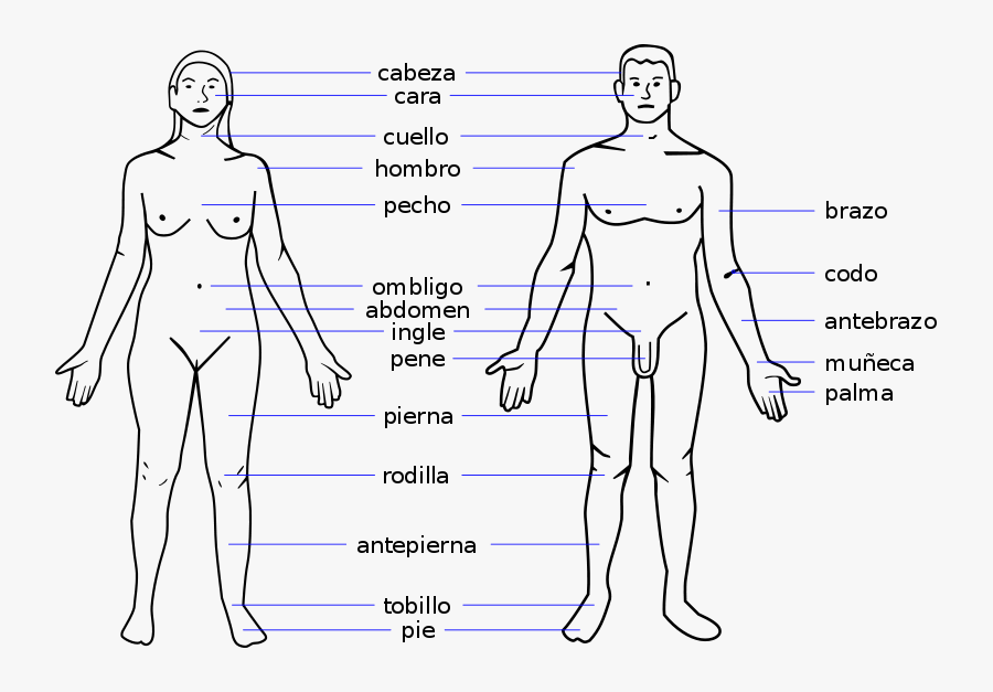 Learn Spanish Body Parts Using Visualization - Body Name In Spanish, Transparent Clipart