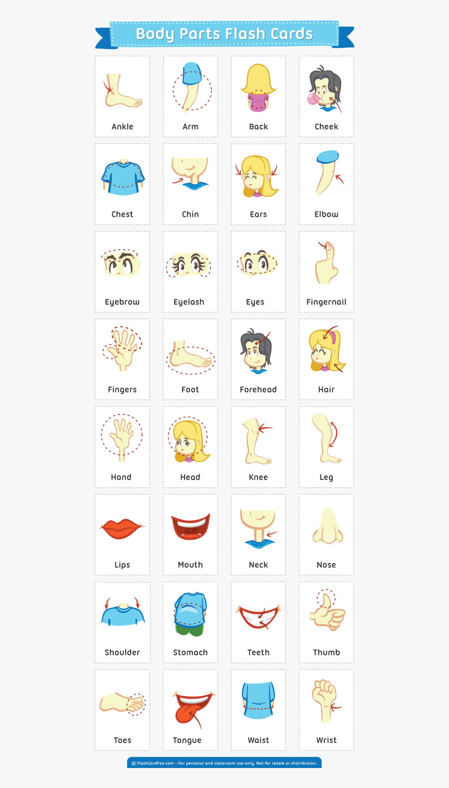Free Printable Body Parts Flashcards In Spanish, Transparent Clipart