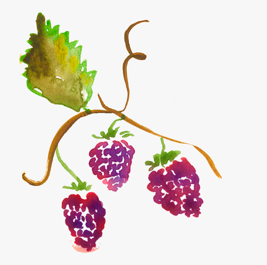 Seedless Fruit, Transparent Clipart