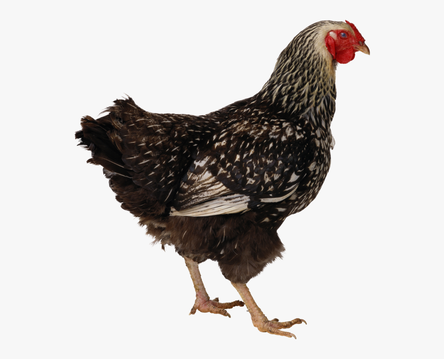 Black And White Chicken Png Free - Black Chicken Png, Transparent Clipart