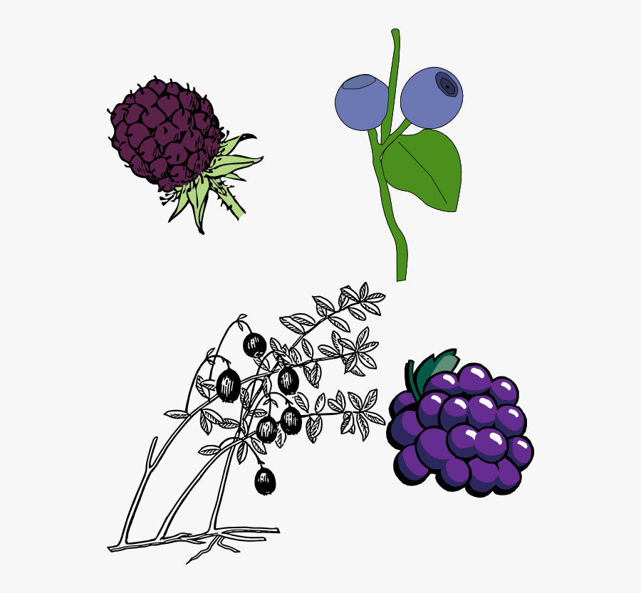 Blackberry Clip Art, Transparent Clipart