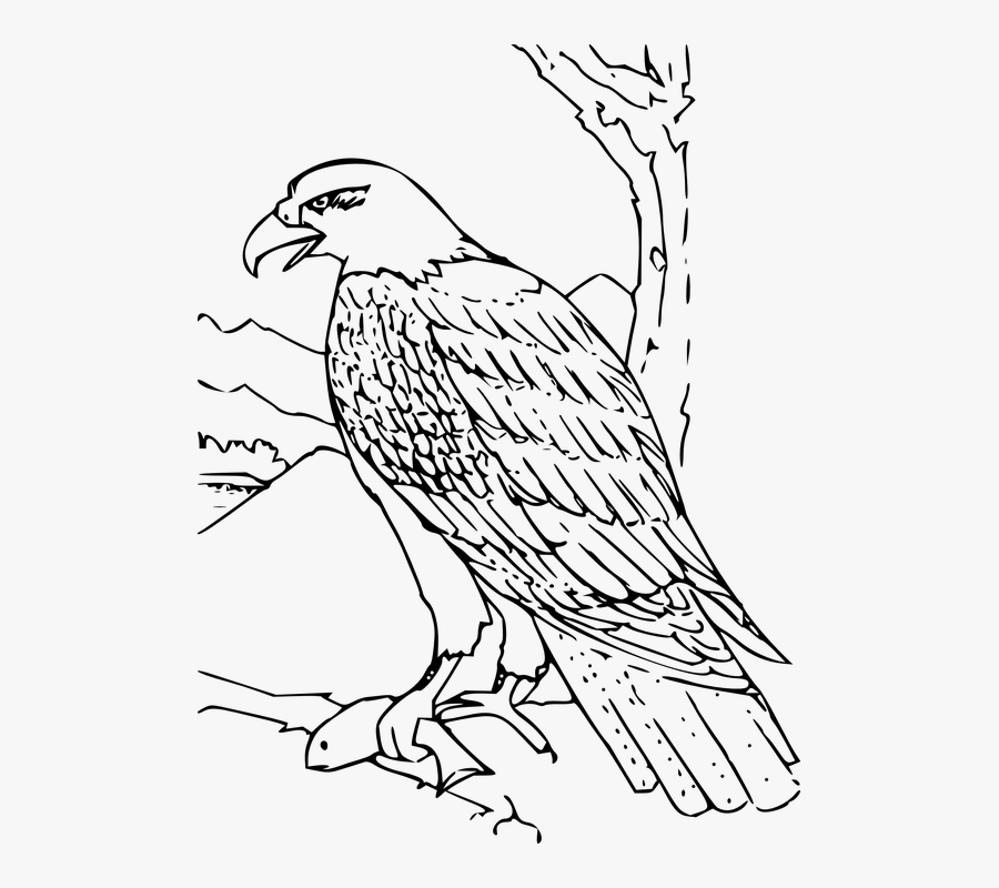 Eagle, Feather, Wing, Wildlife, Majestic, America - Hawk Clipart Black And White, Transparent Clipart