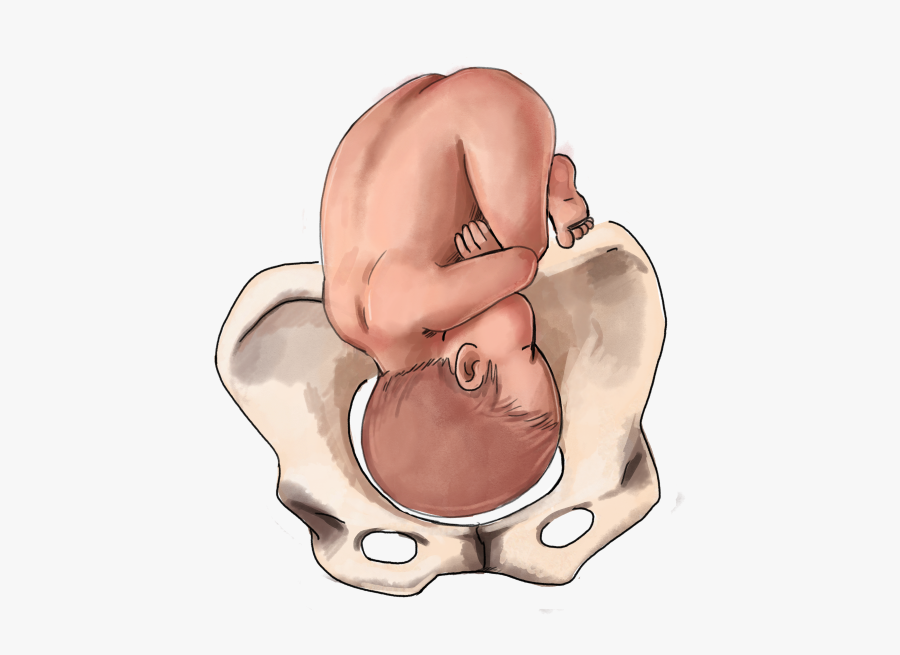 Clip Art The Ultimate Guide To, Transparent Clipart