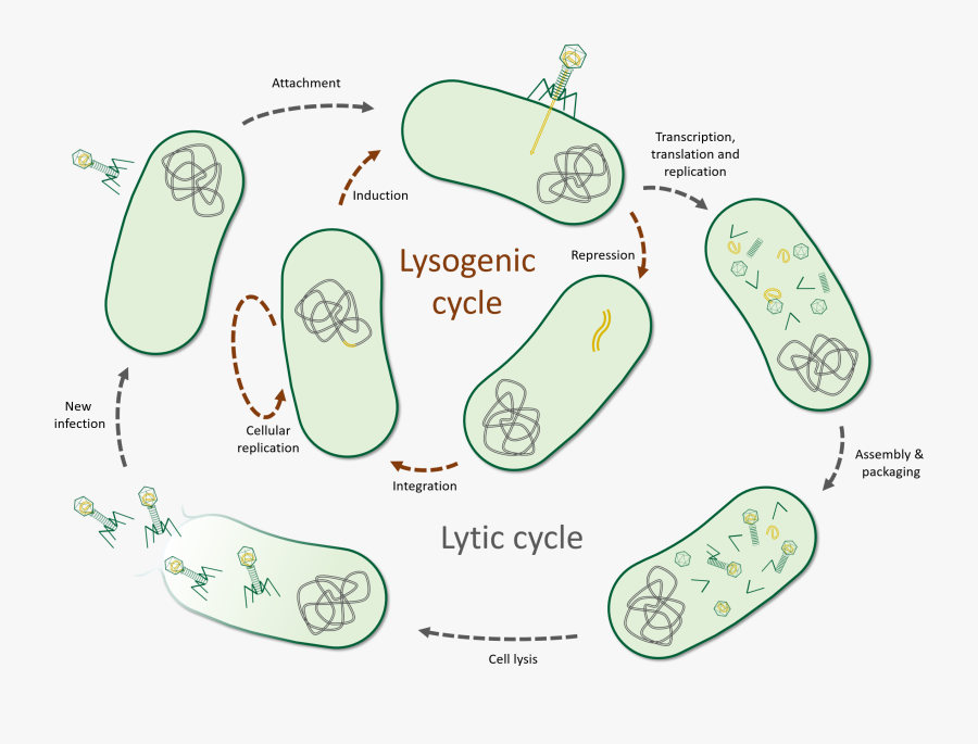 Slipper, Transparent Clipart