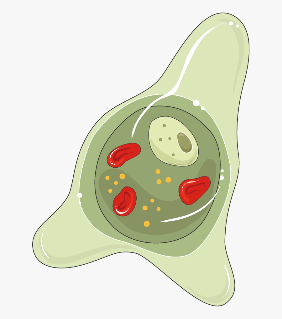 Entamoeba Png, Transparent Clipart