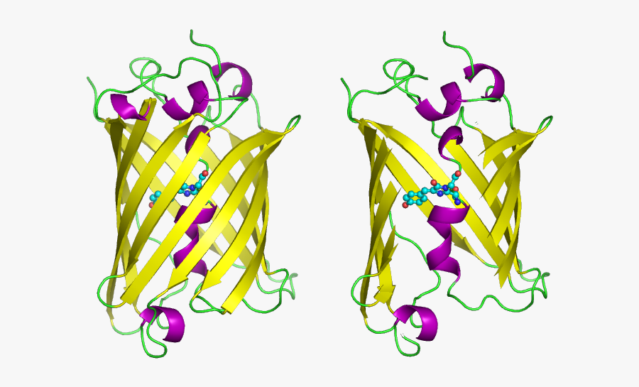 Ap Bio Pglo Transformation Formal Lab Report - Green Fluorescent Protein Aequorea Victoria, Transparent Clipart