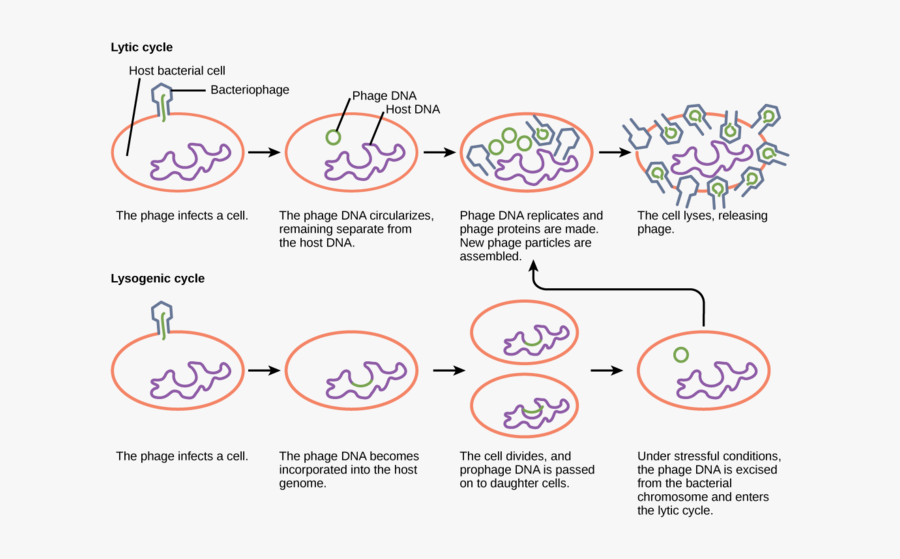 Transparent Versus Png - Lytic Cycle Of Bacteriophage, Transparent Clipart