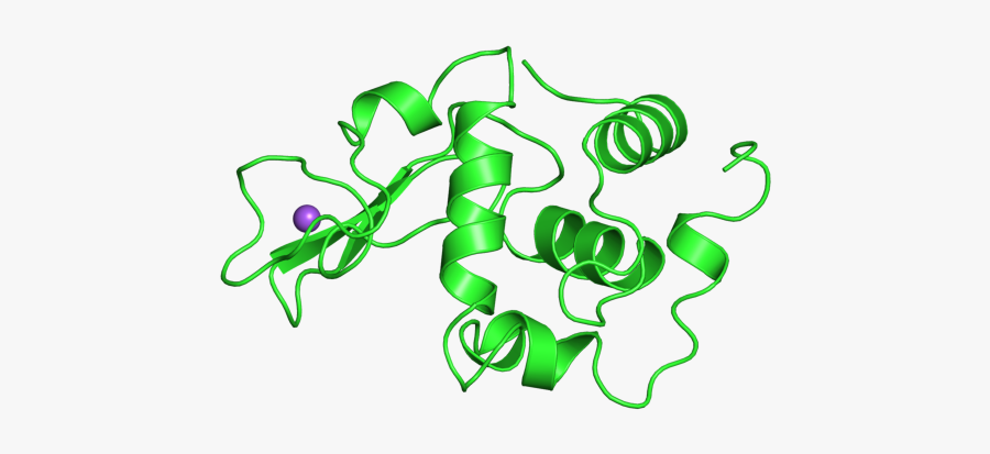 Pdb Entry 2zij - Human Lysozyme, Transparent Clipart