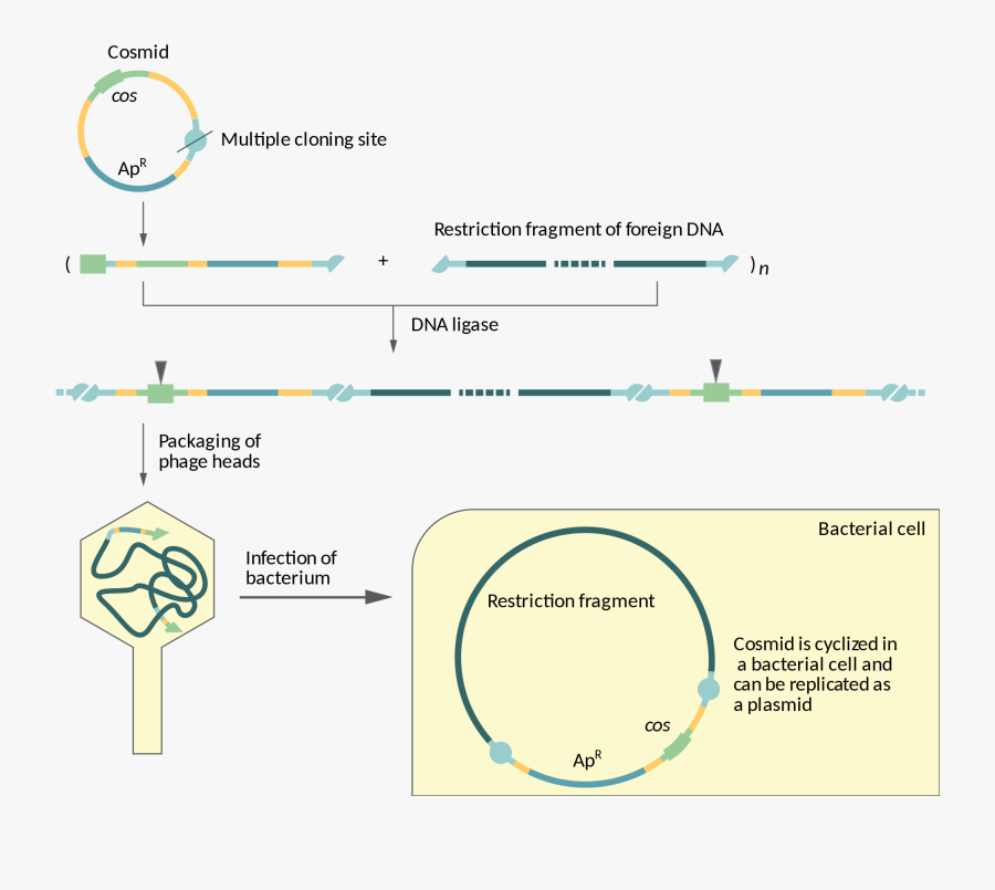 Vector Cosmid Vector Lambda Gt10 - Cosmid And Phagemid Vector, Transparent Clipart