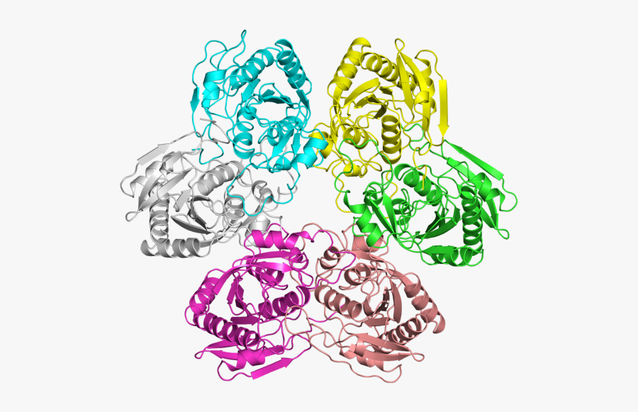 Pdb Entry 1k3f - E. Coli, Transparent Clipart