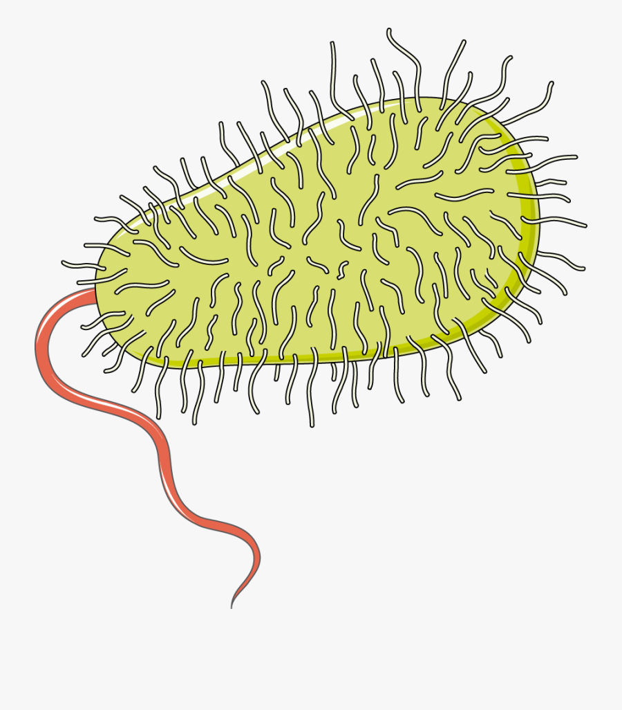 Bactérie - Streptococul Beta Hemolitic Grup, Transparent Clipart