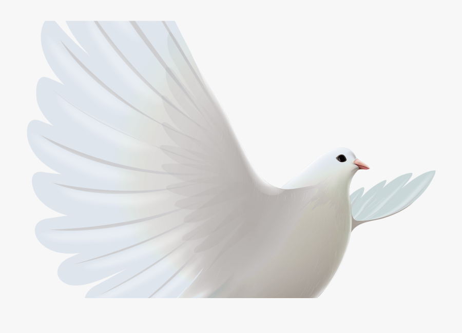 White Dove Transparent Png Clipart Cerebro Pinterest - Realistic White Dove Drawing, Transparent Clipart
