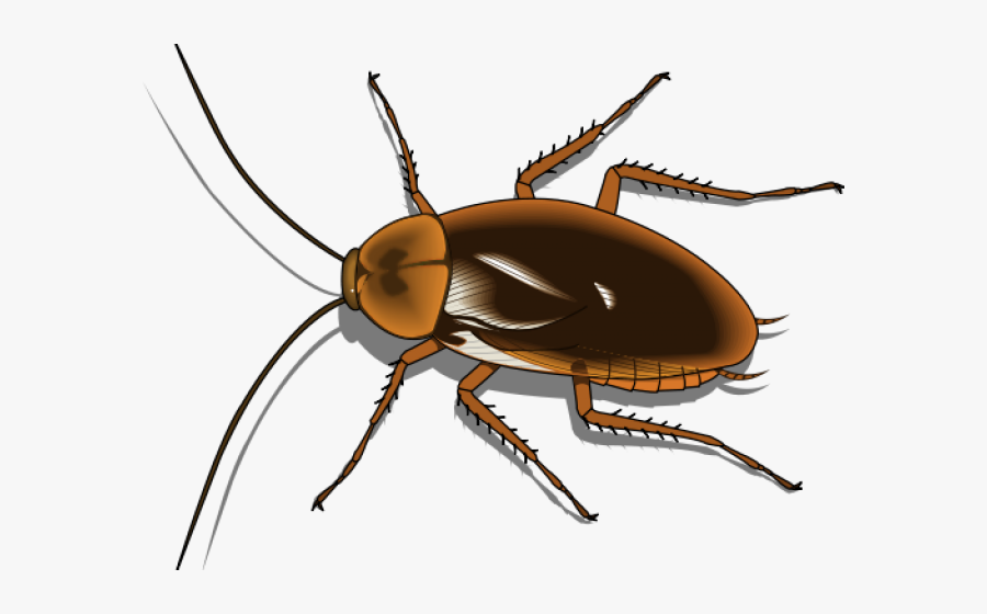 Worm Clipart Decomposer - Transparent Background Cockroach Clipart, Transparent Clipart