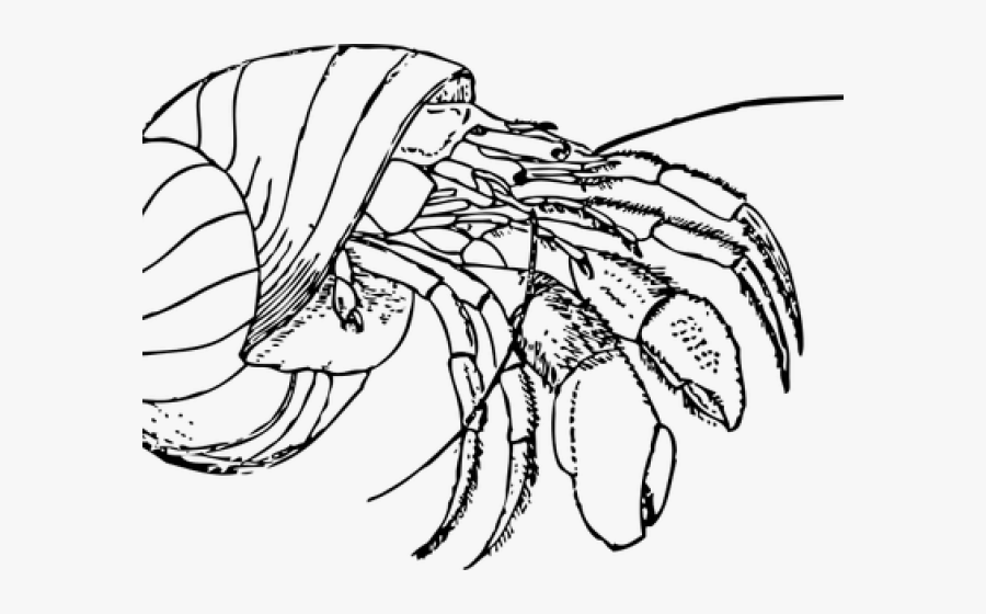 Hermit Crab Clipart Red Crab, Transparent Clipart