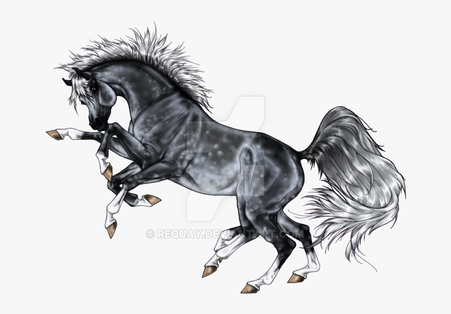 Stallion, Transparent Clipart